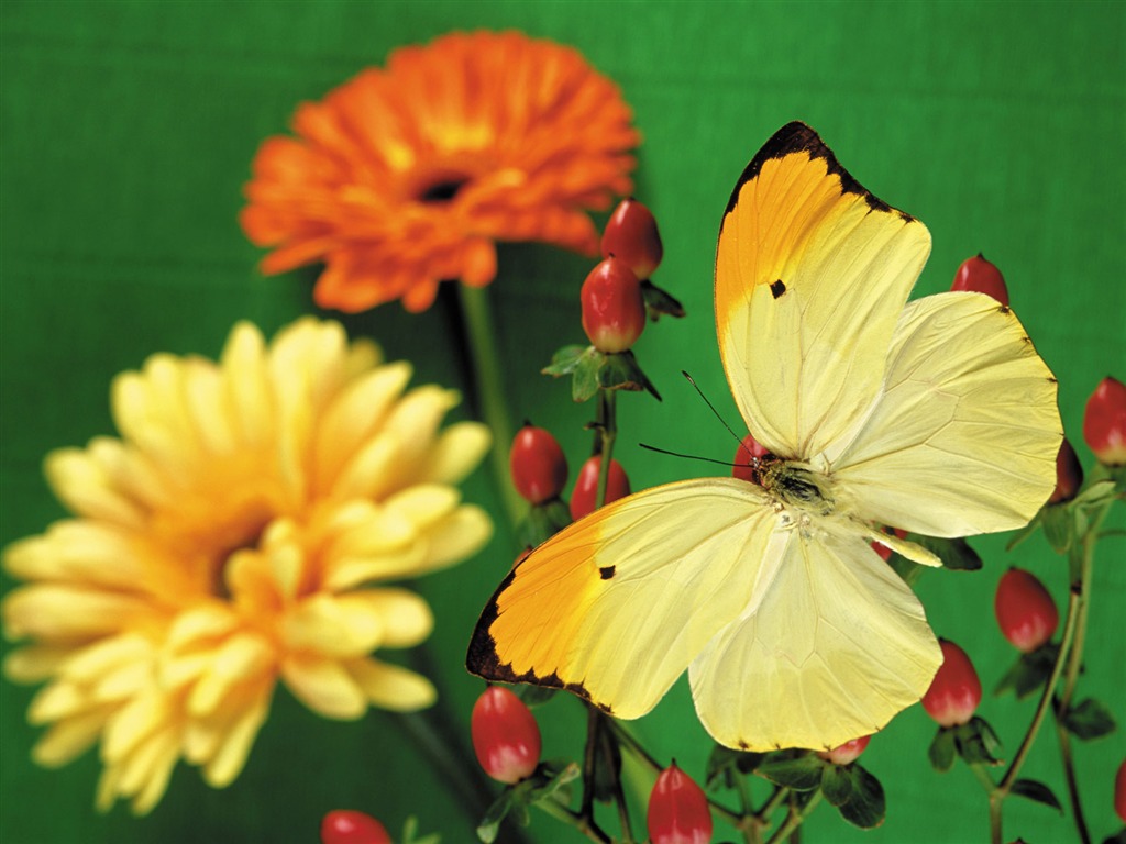 motýli a květiny tapety album (2) #5 - 1024x768