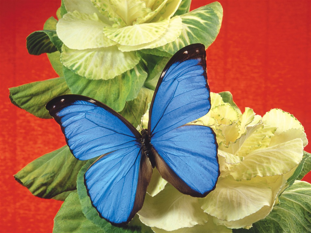 motýli a květiny tapety album (2) #9 - 1024x768