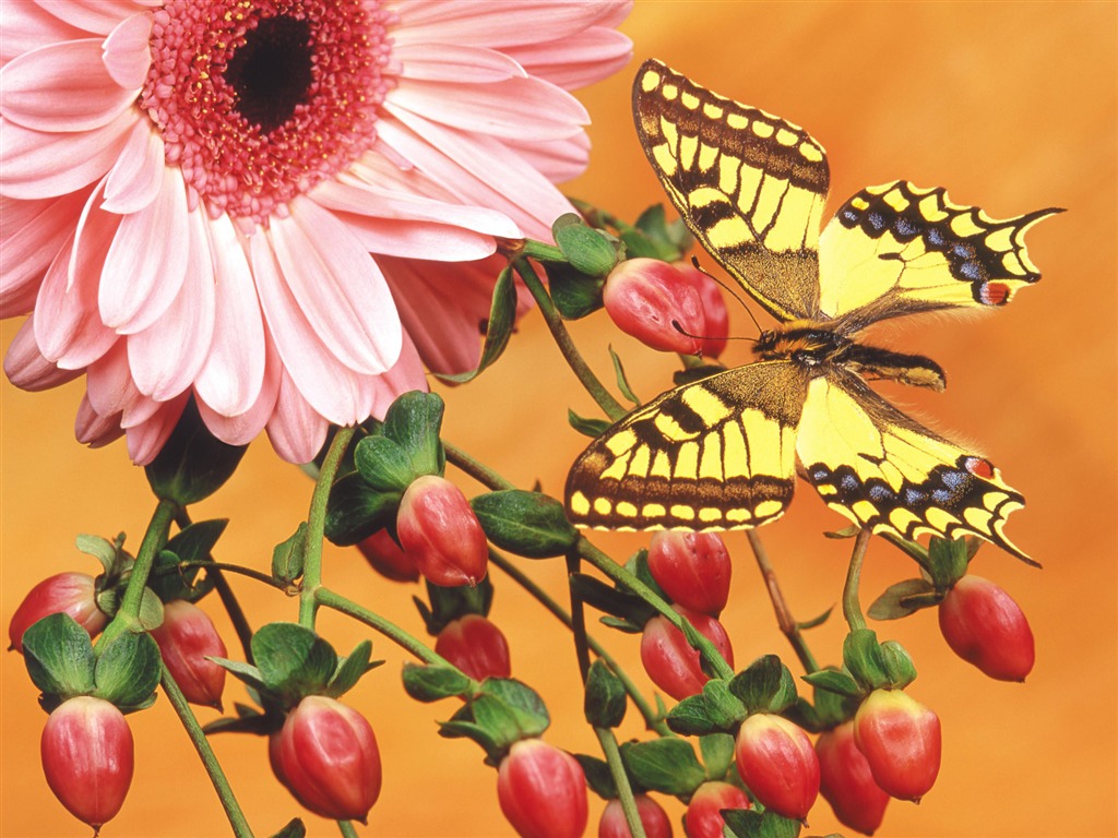 motýli a květiny tapety album (2) #11 - 1024x768