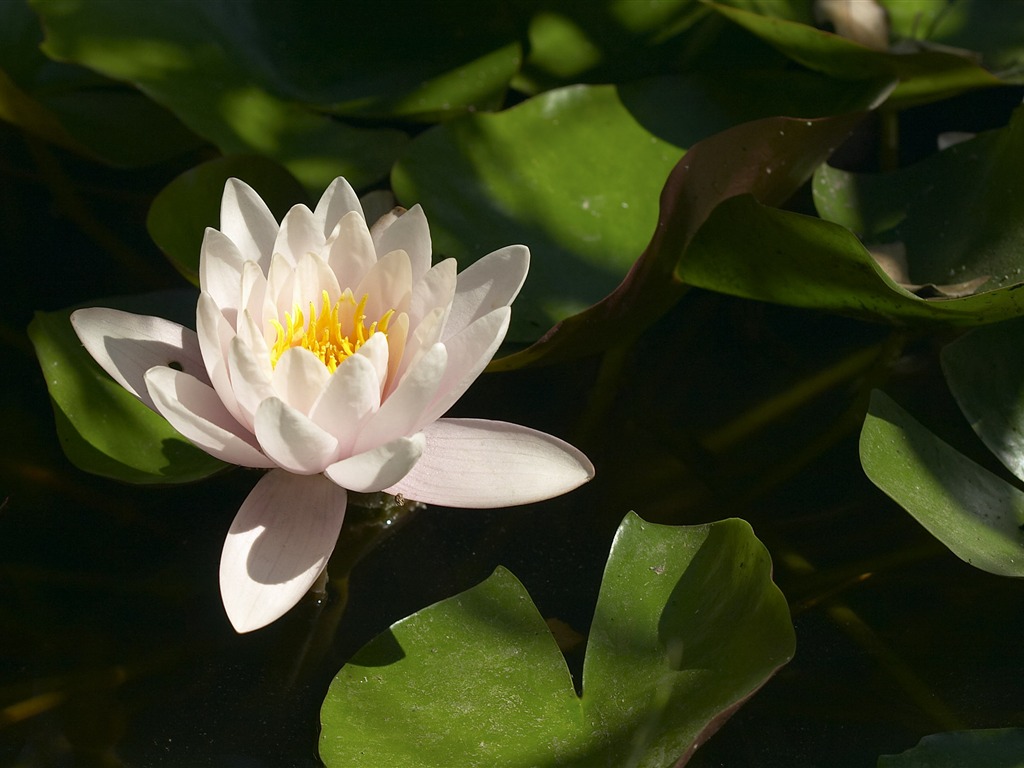 超大鲜花特写 壁纸(二)2 - 1024x768