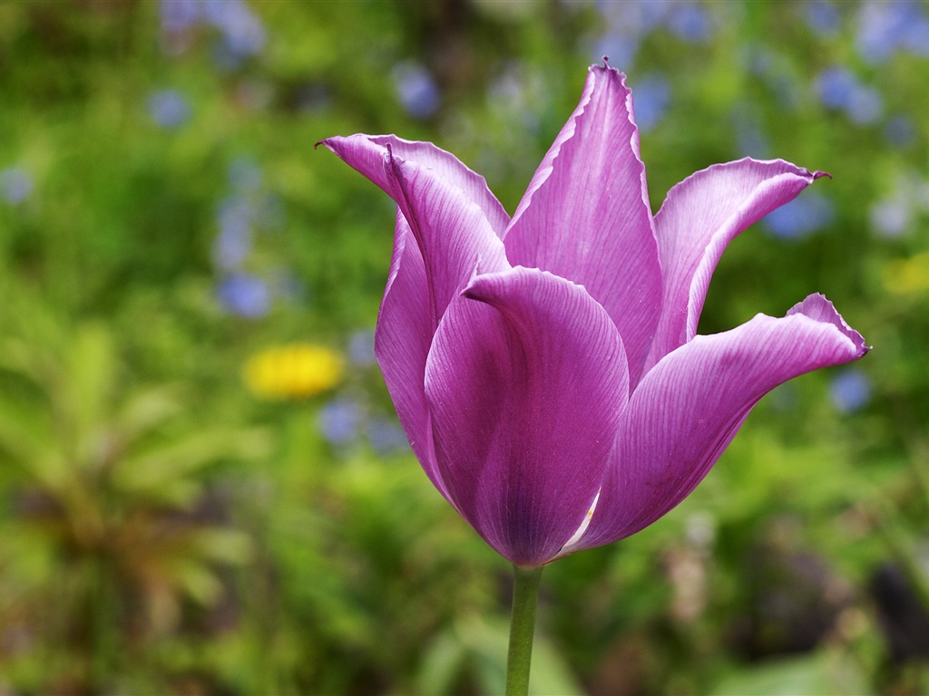 超大鲜花特写 壁纸(二)3 - 1024x768