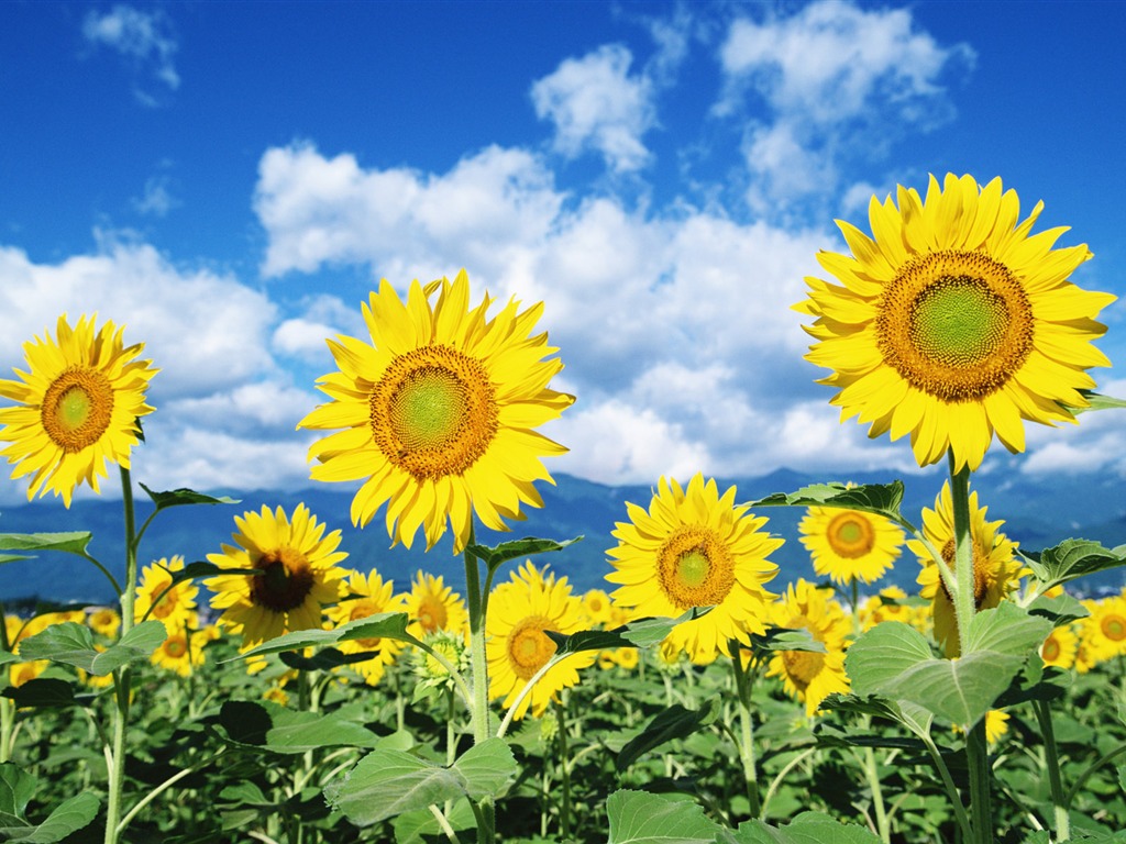 Ciel bleu de tournesol Widescreen Wallpaper #1 - 1024x768