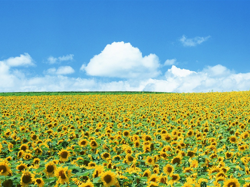 Ciel bleu de tournesol Widescreen Wallpaper #2 - 1024x768