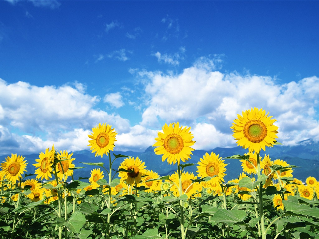 Ciel bleu de tournesol Widescreen Wallpaper #3 - 1024x768