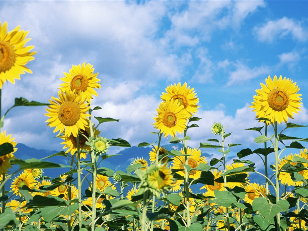 Ciel bleu de tournesol Widescreen Wallpaper #4 - 1024x768