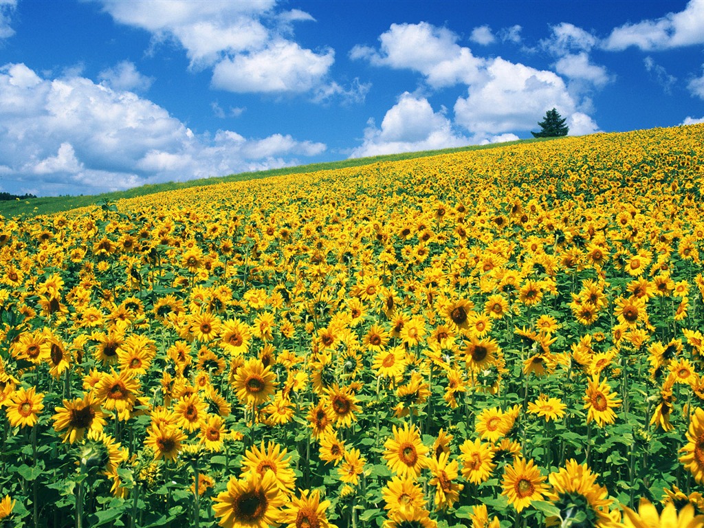 Ciel bleu de tournesol Widescreen Wallpaper #6 - 1024x768