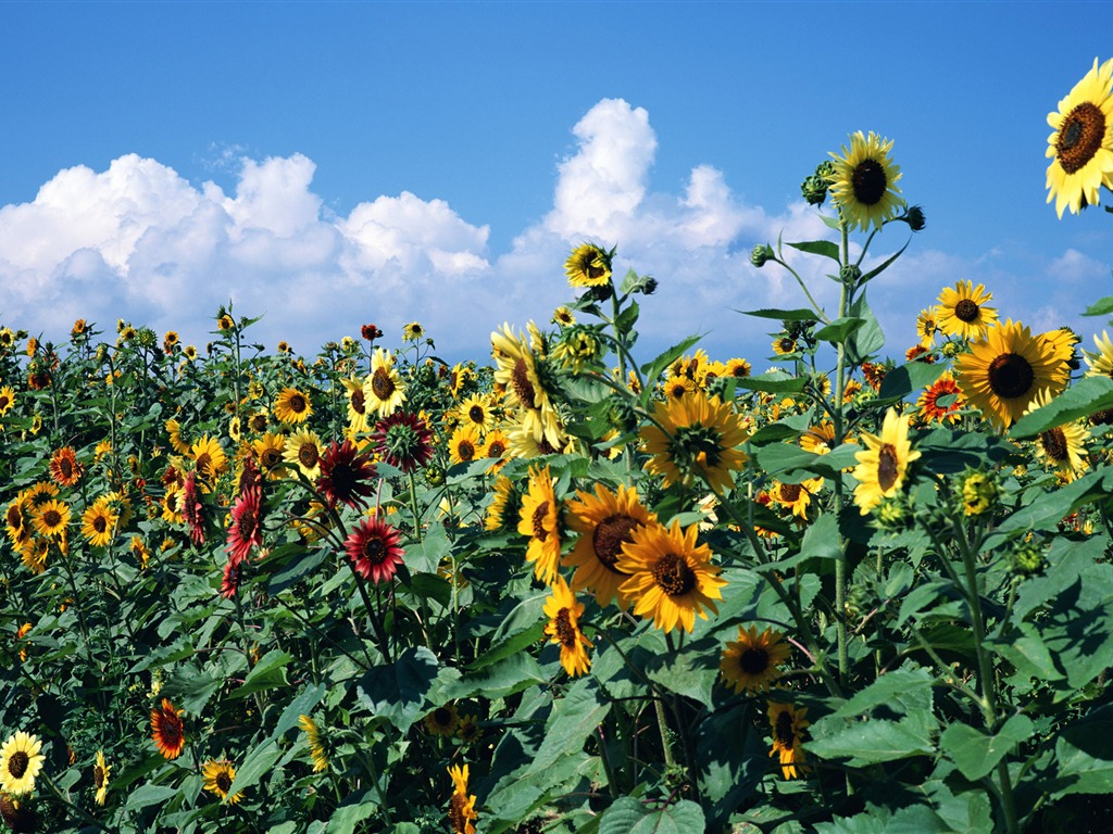 Ciel bleu de tournesol Widescreen Wallpaper #7 - 1024x768