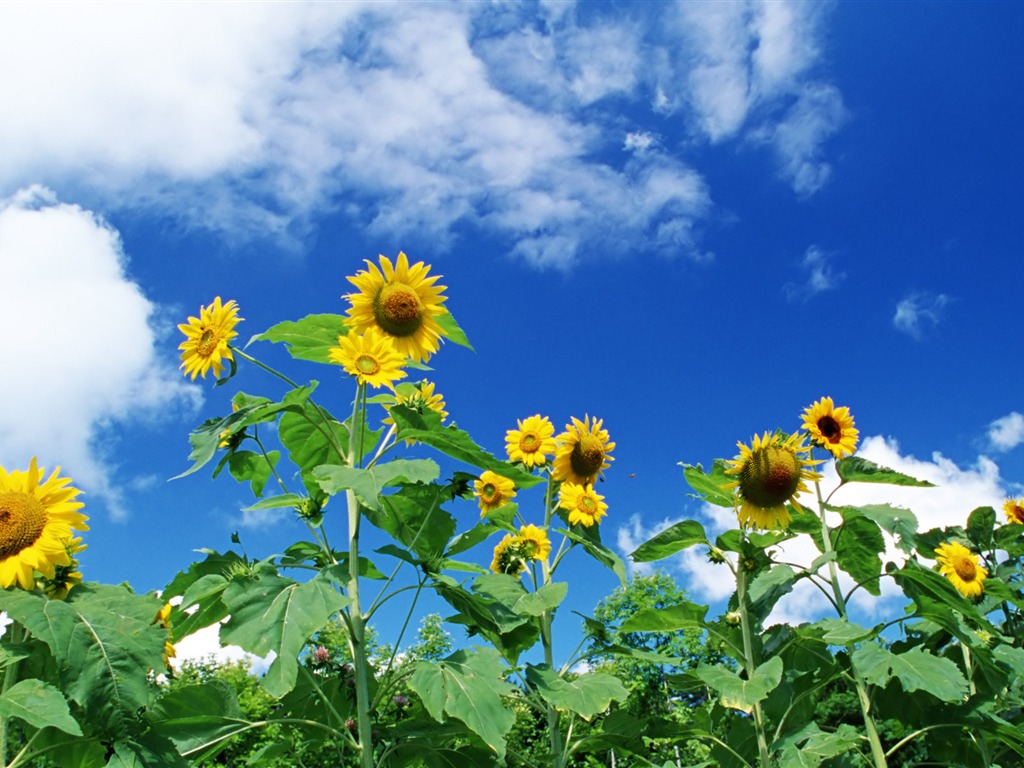 Ciel bleu de tournesol Widescreen Wallpaper #8 - 1024x768