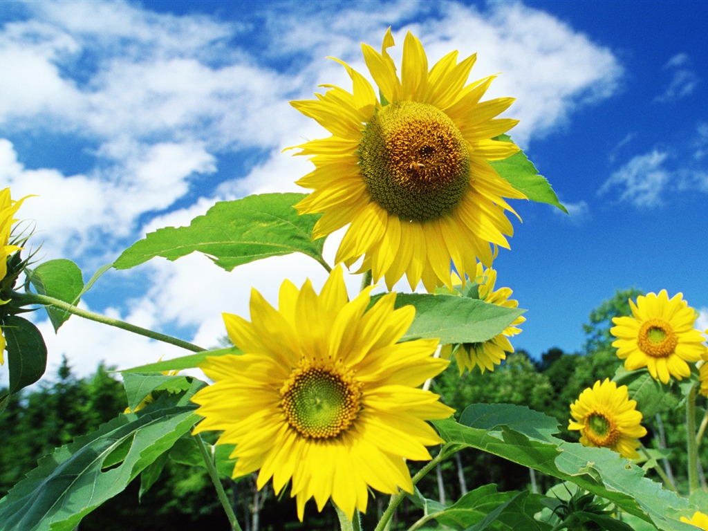 Ciel bleu de tournesol Widescreen Wallpaper #10 - 1024x768