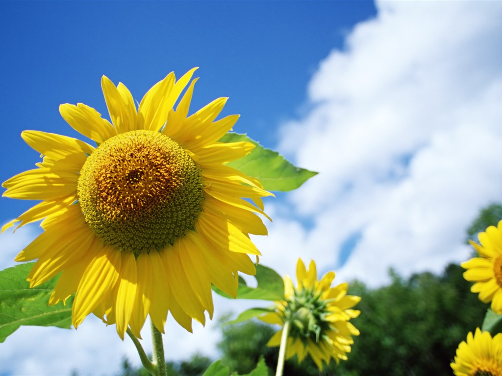 Ciel bleu de tournesol Widescreen Wallpaper #11 - 1024x768