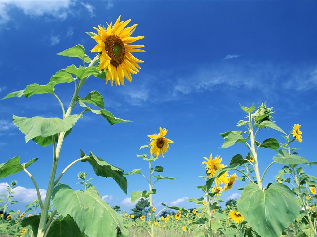 Ciel bleu de tournesol Widescreen Wallpaper #12 - 1024x768