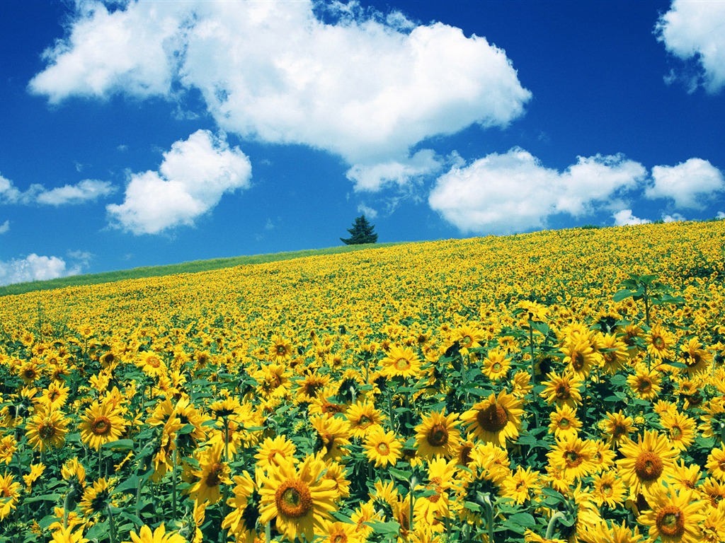 Ciel bleu de tournesol Widescreen Wallpaper #14 - 1024x768