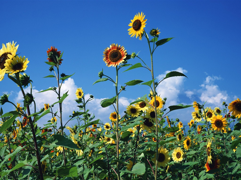 Ciel bleu de tournesol Widescreen Wallpaper #15 - 1024x768