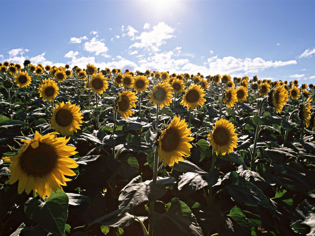 Ciel bleu de tournesol Widescreen Wallpaper #16 - 1024x768