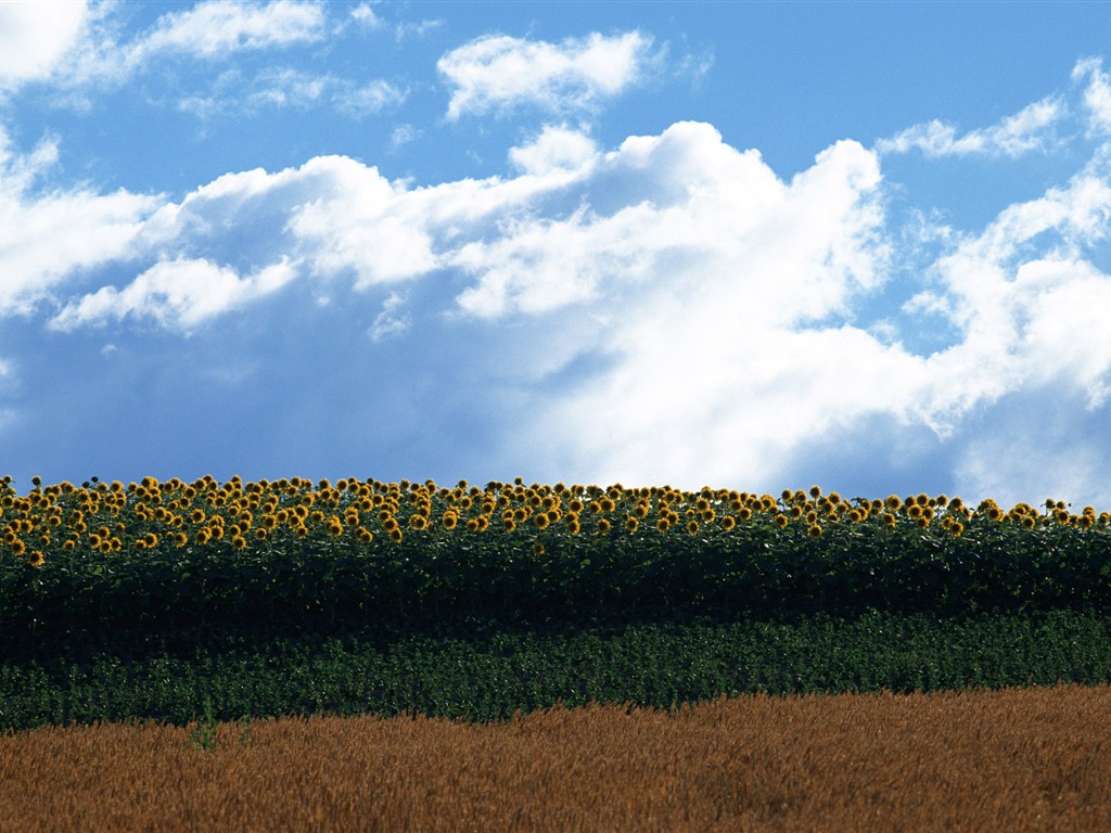 Ciel bleu de tournesol Widescreen Wallpaper #20 - 1024x768