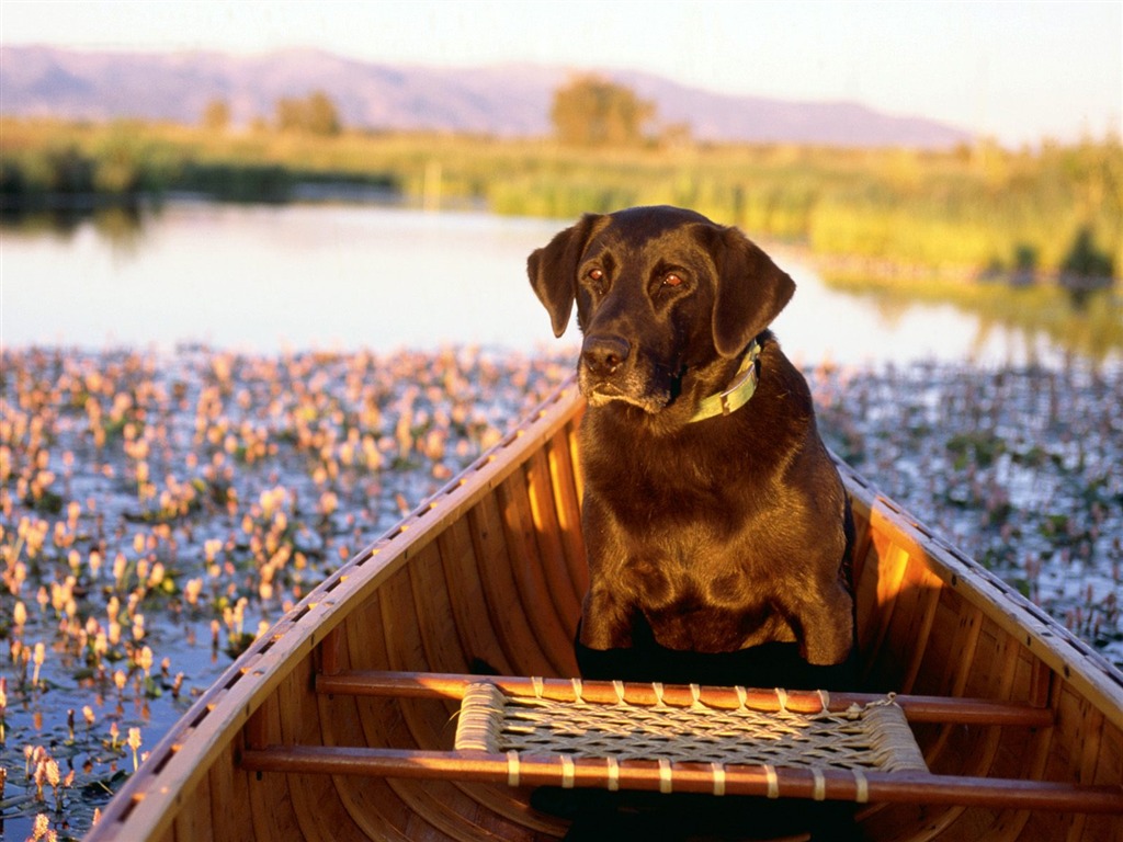 1600 fondos de escritorio de la foto del perro (12) #12 - 1024x768