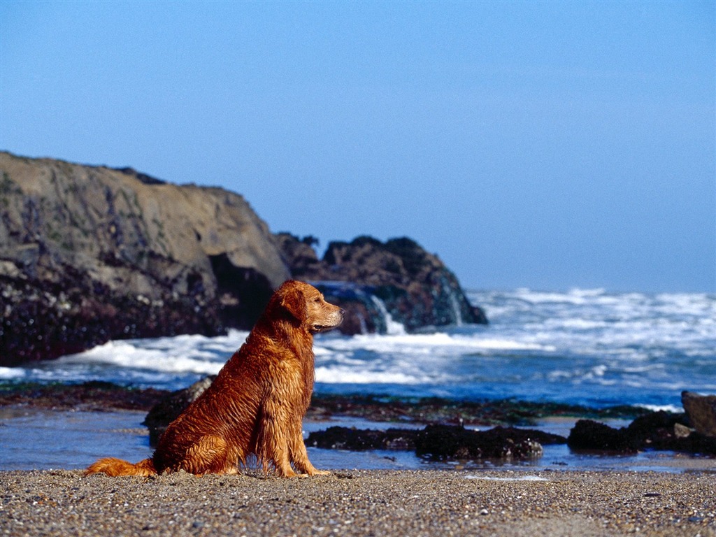 1600犬の写真の壁紙(12) #15 - 1024x768