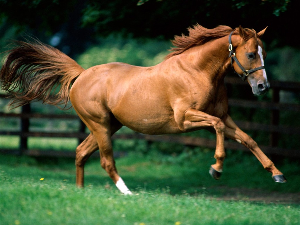 Horse Photo Wallpaper (1) #1 - 1024x768