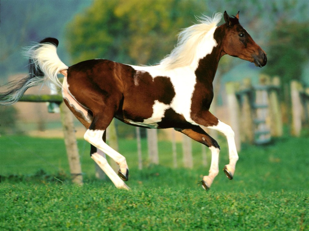 Horse Photo Wallpaper (1) #2 - 1024x768