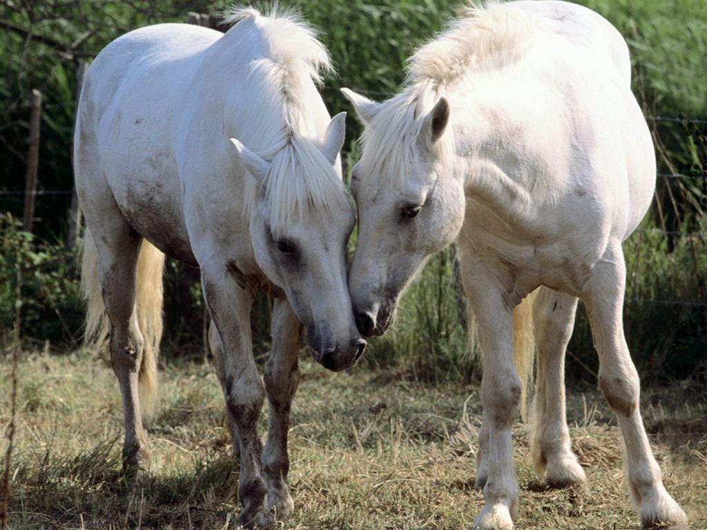 Horse Photo Wallpaper (1) #4 - 1024x768