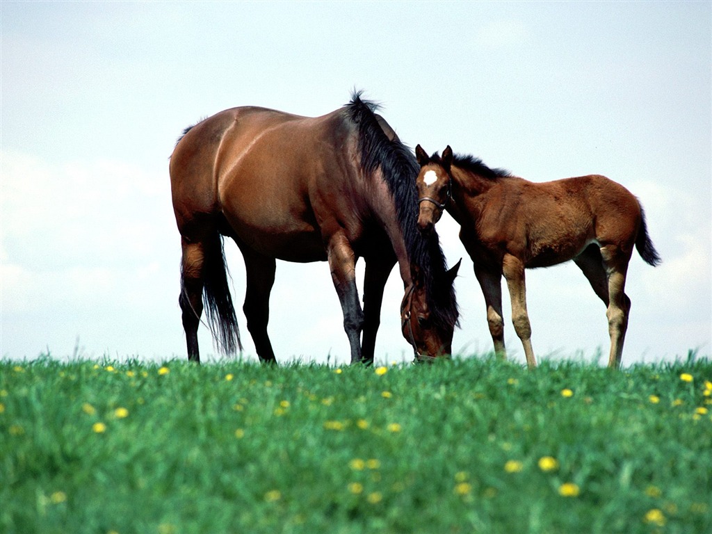 Horse Photo Wallpaper (1) #5 - 1024x768