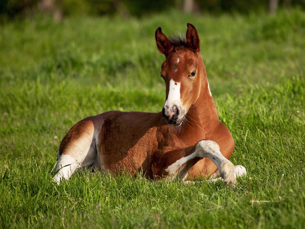 Horse Photo Wallpaper (1) #11 - 1024x768