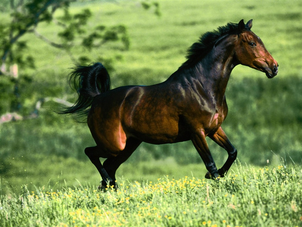 Horse Photo Wallpaper (1) #13 - 1024x768