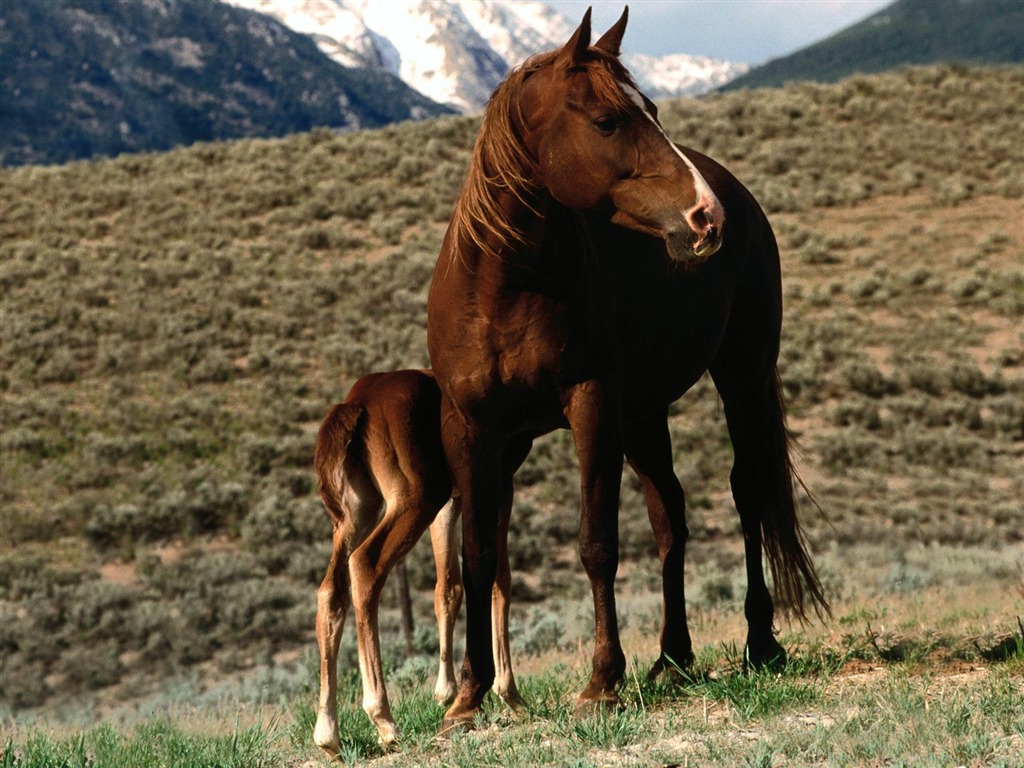 Horse Photo Wallpaper (1) #14 - 1024x768