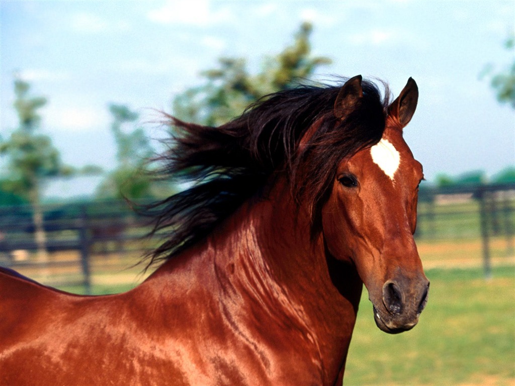 Horse Photo Wallpaper (1) #16 - 1024x768