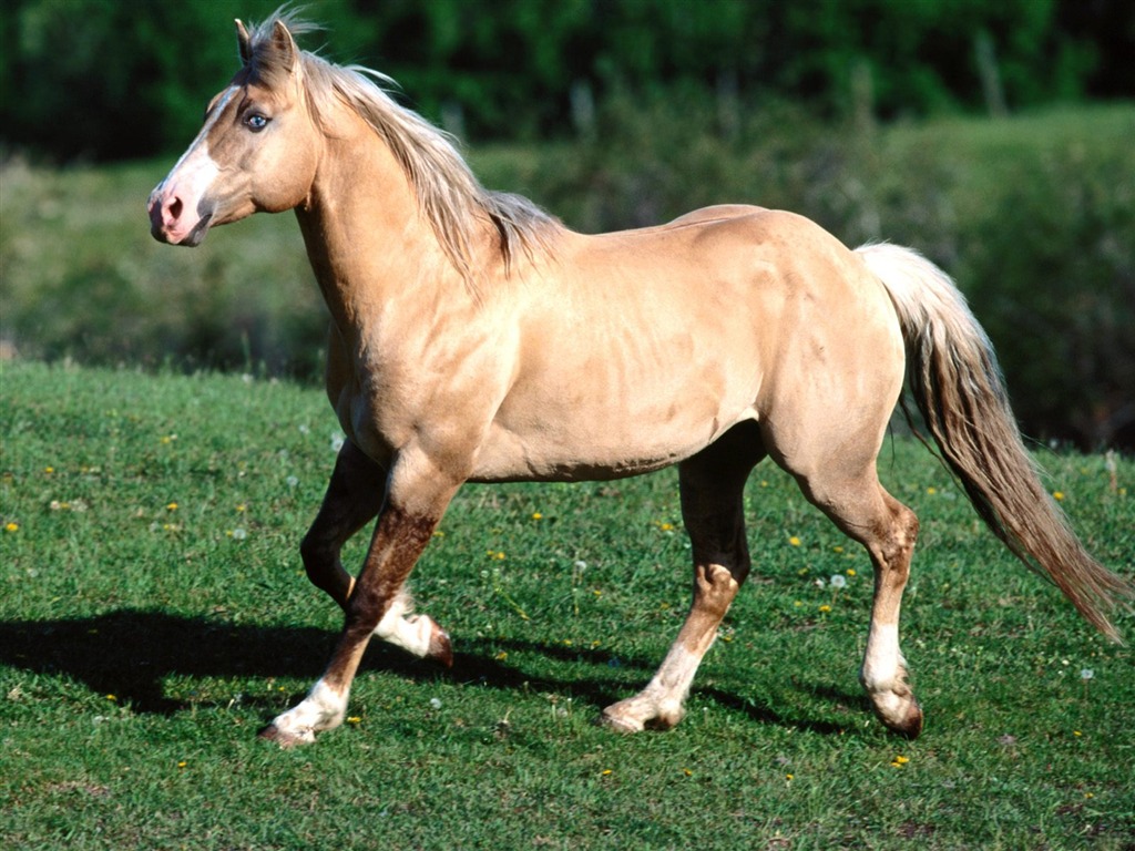 Fond d'écran Photo Horse (1) #18 - 1024x768