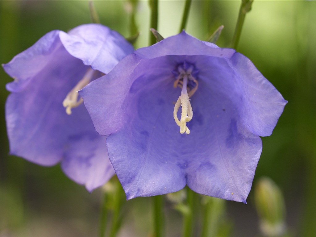 超大鲜花特写 壁纸(三)13 - 1024x768