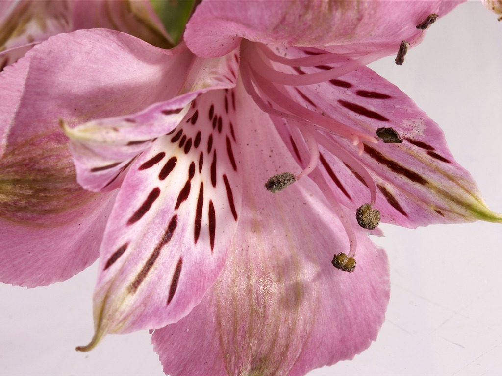 超大鲜花特写 壁纸(三)16 - 1024x768