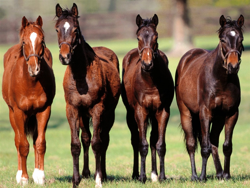 Horse Photo Wallpaper (2) #10 - 1024x768