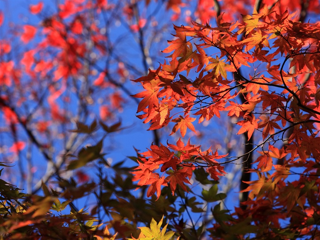 Maple sky wallpaper (1) #1 - 1024x768