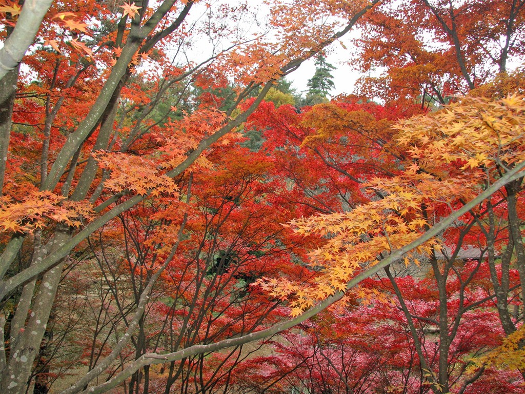 Maple sky wallpaper (1) #3 - 1024x768