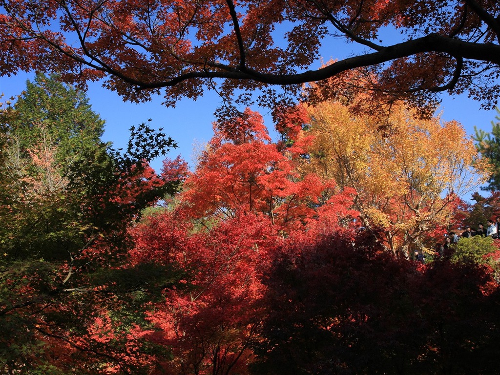 Maple sky wallpaper (1) #4 - 1024x768