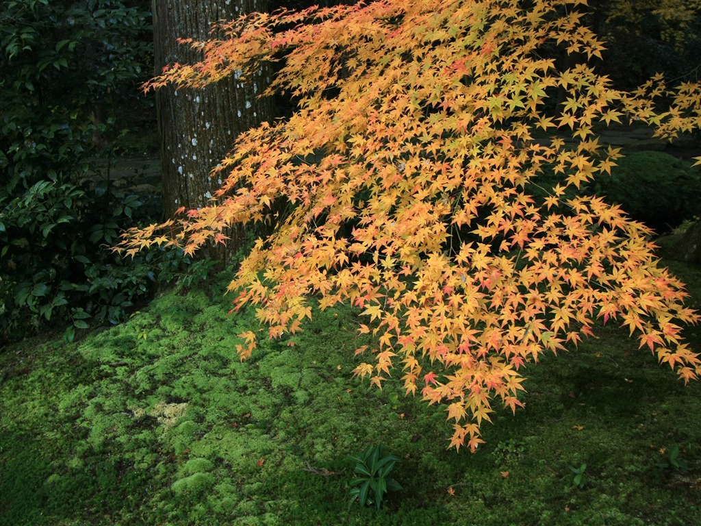 楓葉滿天 壁紙(一) #5 - 1024x768