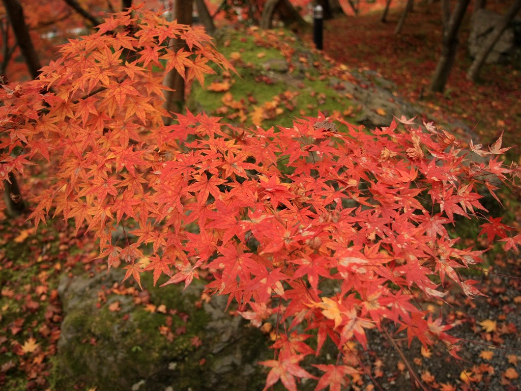 Maple sky wallpaper (1) #6 - 1024x768