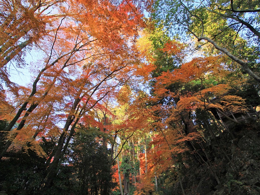 楓葉滿天 壁紙(一) #7 - 1024x768