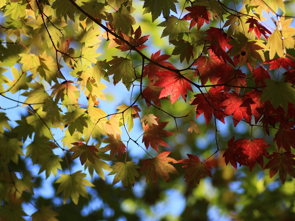 Maple sky wallpaper (1) #8 - 1024x768