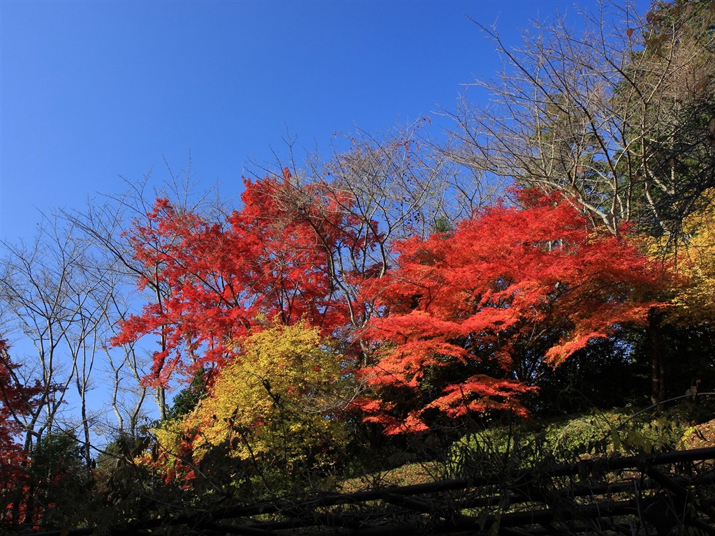 Maple sky wallpaper (1) #10 - 1024x768