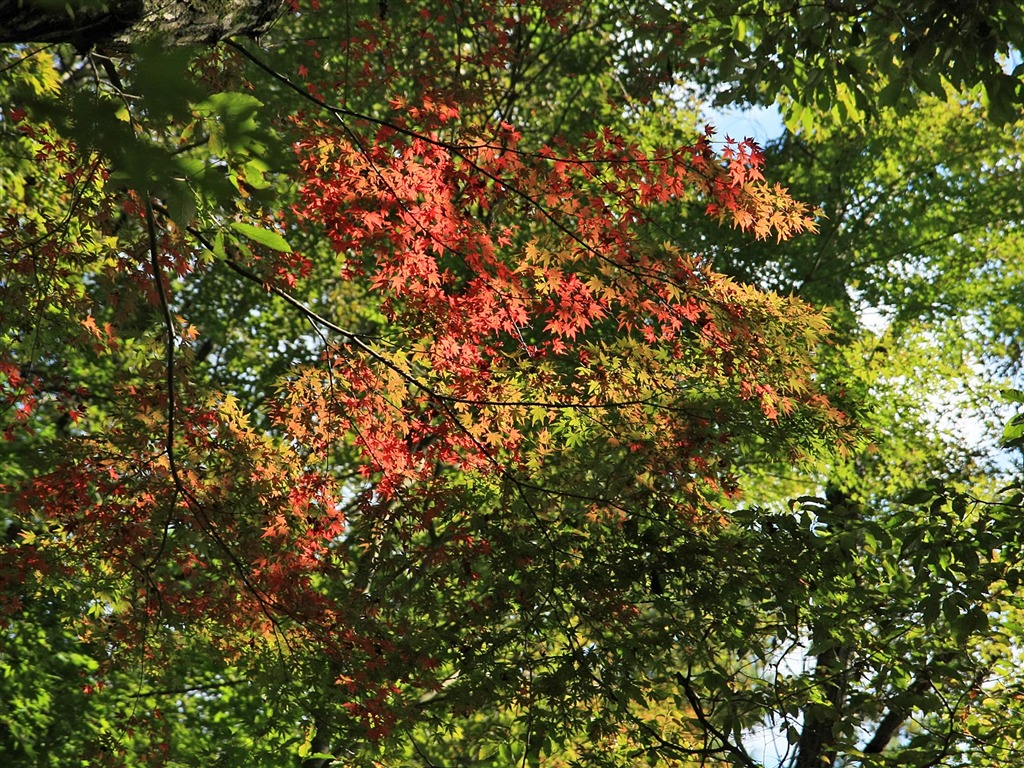 Maple sky wallpaper (1) #11 - 1024x768