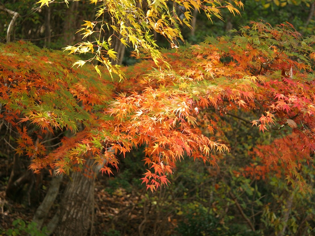 Maple sky wallpaper (1) #12 - 1024x768