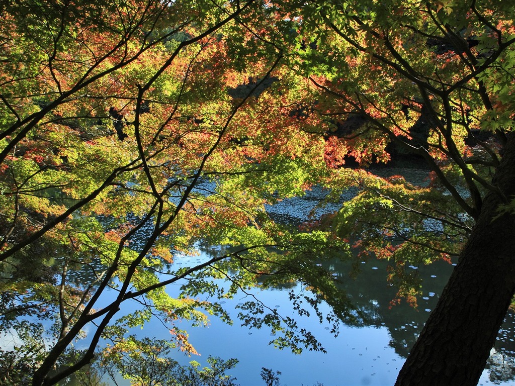 Maple sky wallpaper (1) #13 - 1024x768