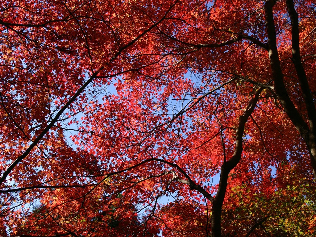 Maple sky wallpaper (1) #14 - 1024x768