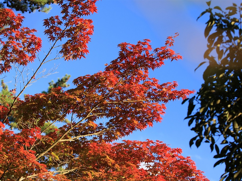 Maple sky wallpaper (1) #15 - 1024x768