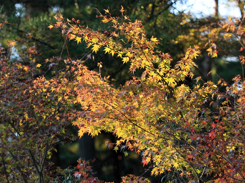 Maple sky wallpaper (1) #16 - 1024x768