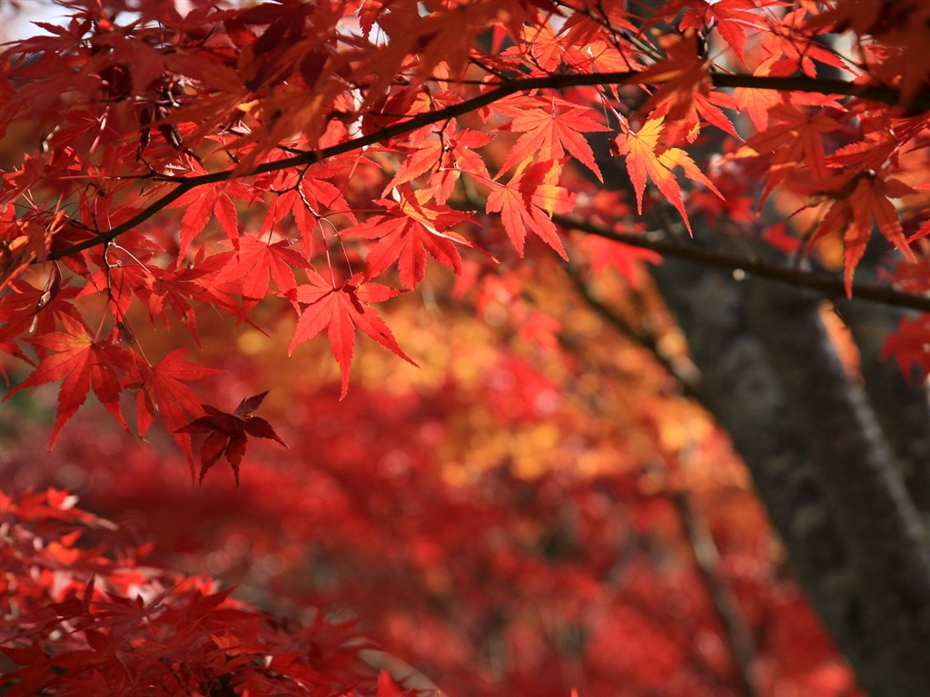 Maple sky wallpaper (1) #17 - 1024x768