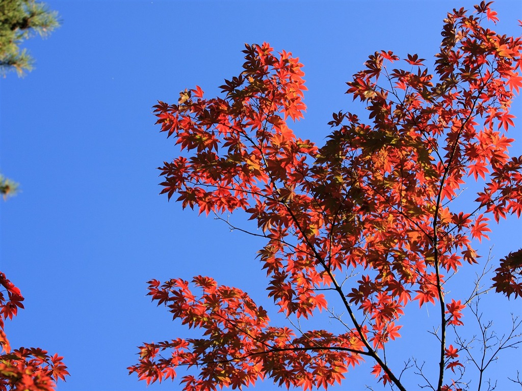 Maple sky wallpaper (1) #18 - 1024x768