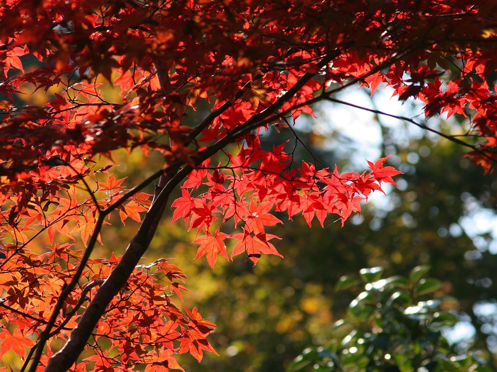 Maple sky wallpaper (1) #19 - 1024x768